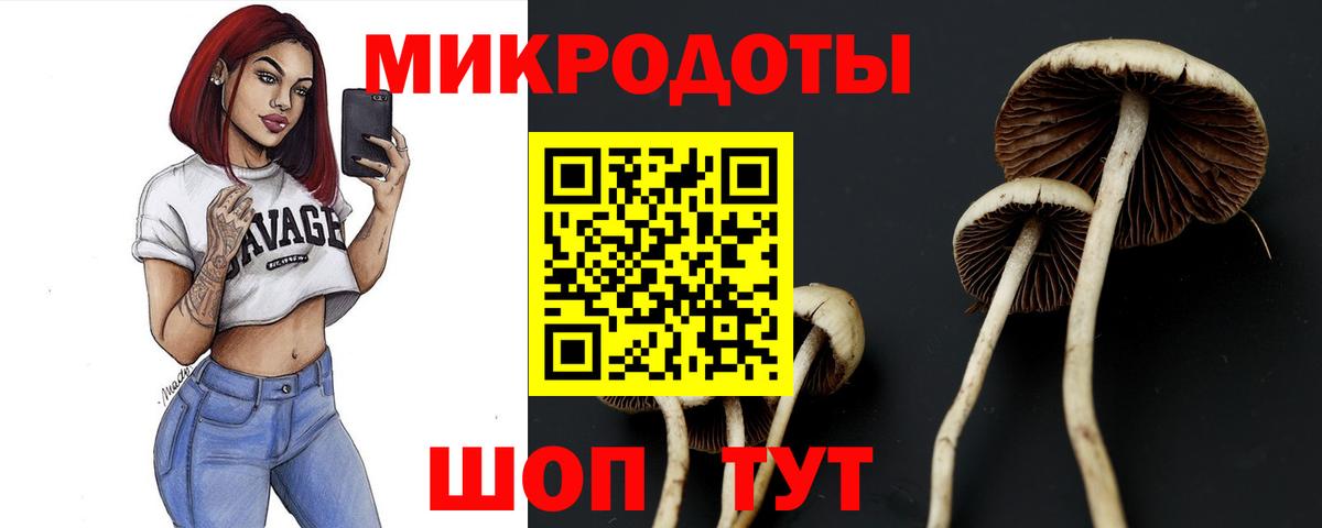 Галлюциногенные грибы Psilocybe Клинцы